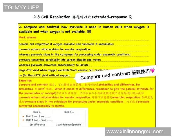 南京排球队的战术解析与控制技巧深度探讨